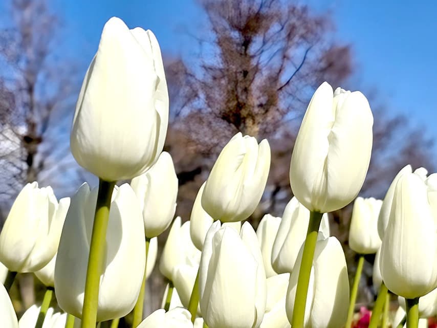 障がい福祉サービス パラグリーン